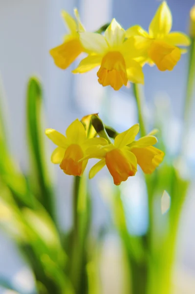 Narzissen blühen im Frühling am Fenster — Stockfoto