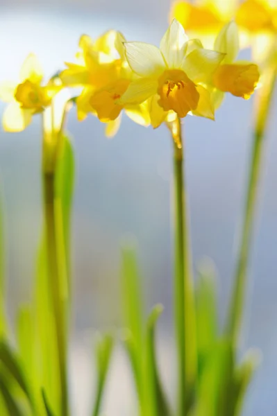 Jarní čas narcisy v plném květu na okně — Stock fotografie
