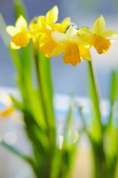 Narzissen blühen im Frühling am Fenster — Stockfoto