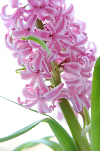 Colorful bouquet from beautiful pink hyacinth in blur — Stock Photo, Image
