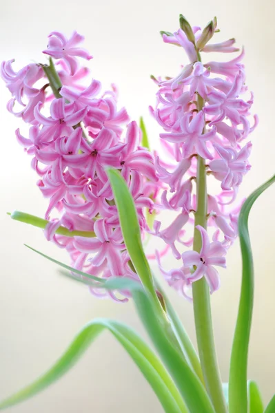 Colorful bouquet from beautiful pink hyacinth in blur — Stock Photo, Image
