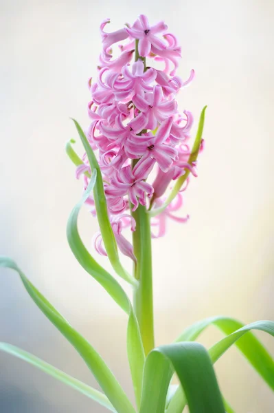 Colorful bouquet from beautiful pink hyacinth in blur — Stock Photo, Image