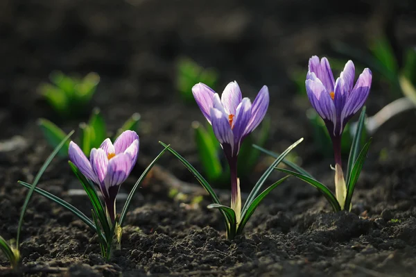 Krokus květina v poli — Stock fotografie