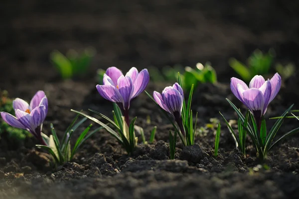 Krokus kwiat w polu — Zdjęcie stockowe