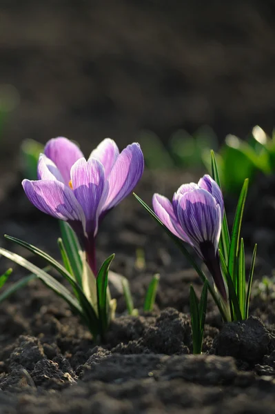 Crocus λουλούδι στο πεδίο — Φωτογραφία Αρχείου