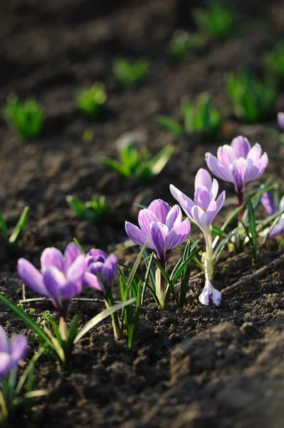 Krokus květina v poli — Stock fotografie