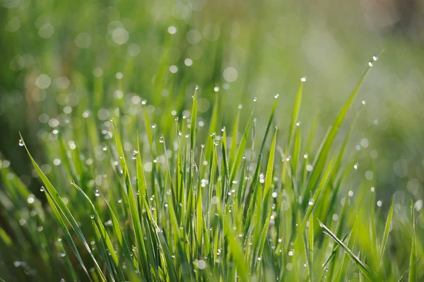 Fresh green grass with water drops — Stock Photo, Image