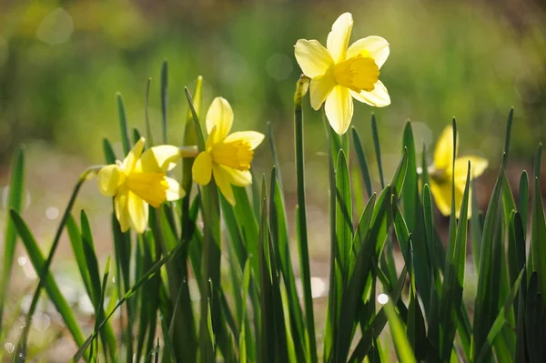 庭で満開の春時間水仙 — ストック写真