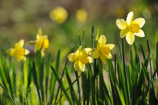 Bahar zaman nergis bahçede tam Bloom