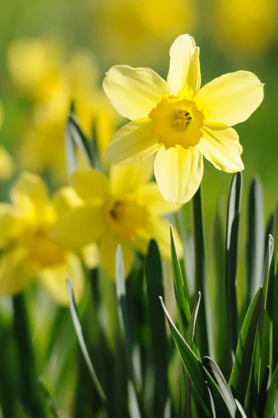 Narzissen in voller Blüte im Garten — Stockfoto