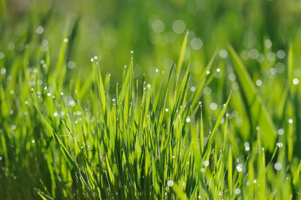 Drops of dew on a green grass — Stock Photo, Image