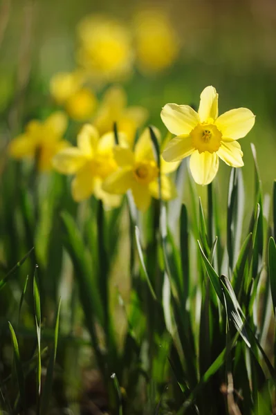 Bahar zaman nergis bahçede tam Bloom