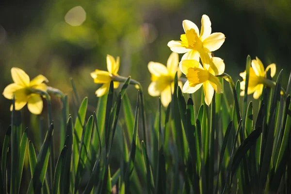 Bahar bahçe içinde güzel sarı nergis
