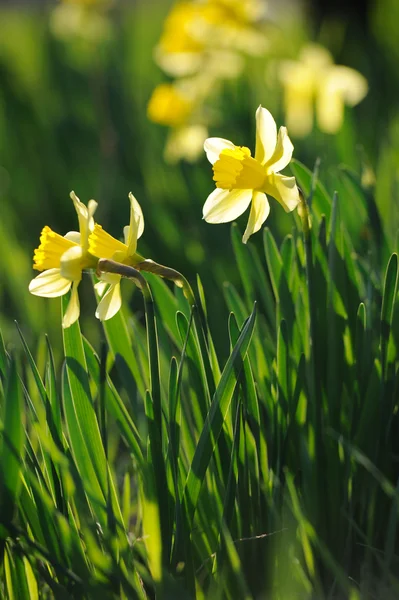 Beautiful yellow narcissus in spring garden — Stock Photo, Image
