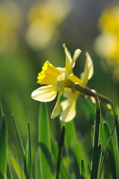 Bellissimi narcisi gialli in sole primaverile — Foto Stock