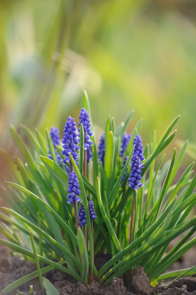 Muscari-Hyazinthe in einem Frühlingsgarten — Stockfoto