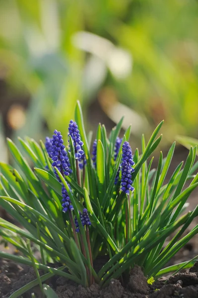 Muscari sümbül bir bahar bahçe — Stok fotoğraf