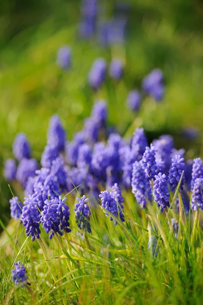 Muscari hyacinth v jarní zahradě — Stock fotografie