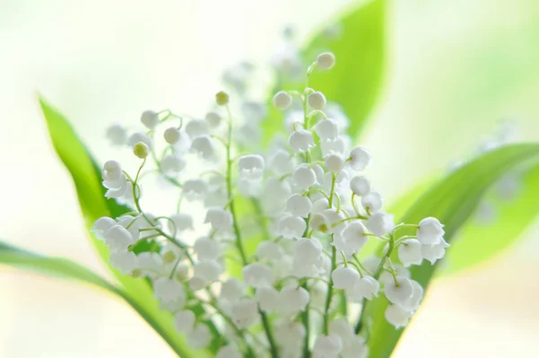 Lily vadi buket cam doğal zemin üzerine