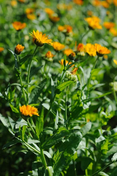 Vackra växtbaserade calendula fält i vår tid med solstrålarna — Stockfoto