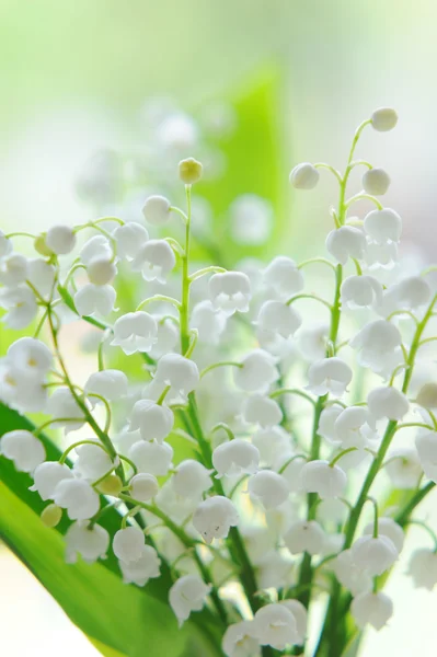 Lys du bouquet de la vallée en verre sur fond naturel — Photo