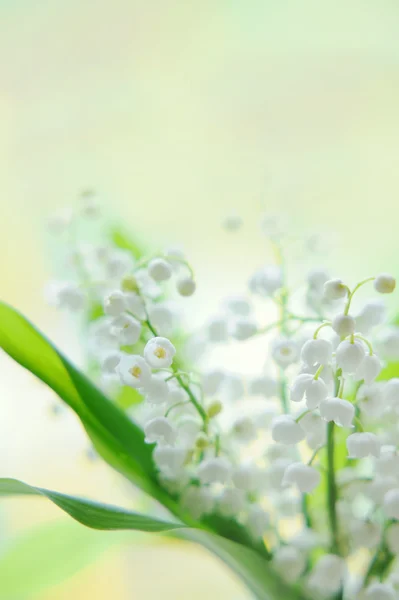 Konvalinka kytice ve skle na přírodní pozadí — Stock fotografie