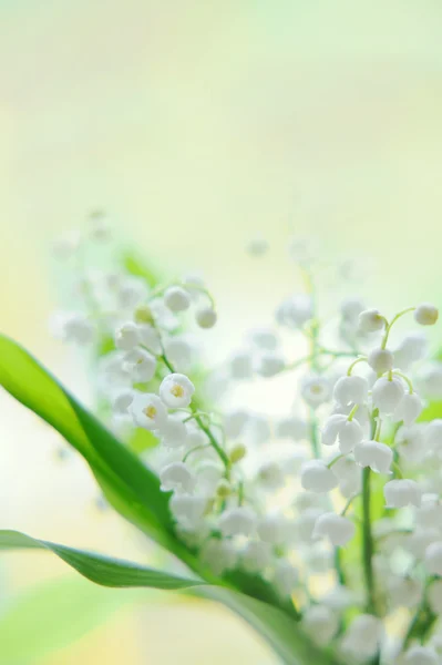 Giglio della valle bouquet in vetro su sfondo naturale — Foto Stock