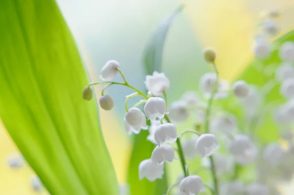 Konvalinka kytice ve skle na přírodní pozadí — Stock fotografie