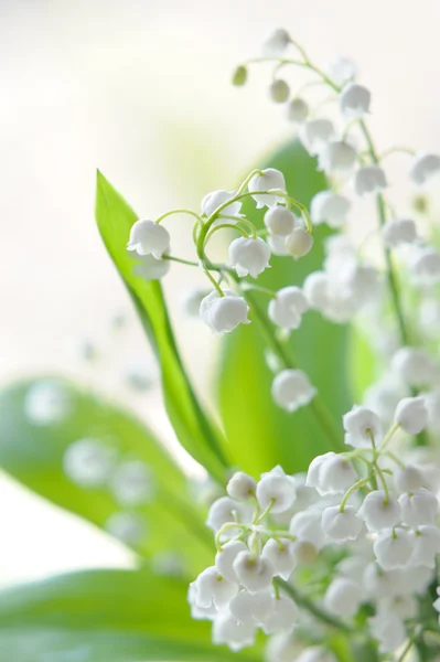 Lily vadi buket cam doğal zemin üzerine