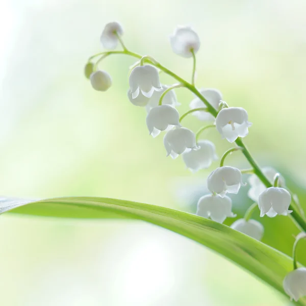 Konvalinka kytice ve skle na přírodní pozadí — Stock fotografie