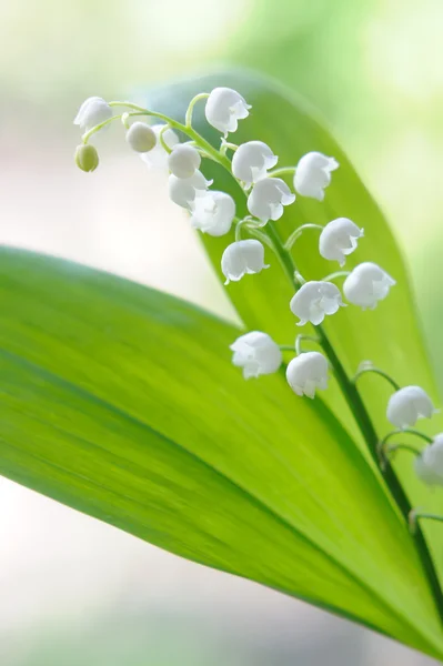 Lys du bouquet de la vallée en verre sur fond naturel — Photo