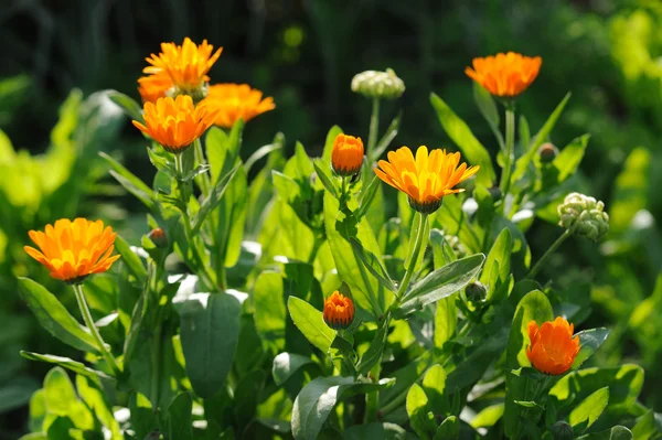 Belo campo de calêndula de ervas na primavera com raios de sol — Fotografia de Stock