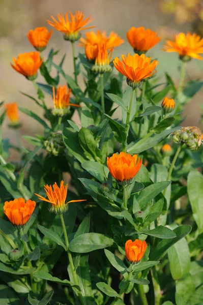 Vackra växtbaserade calendula fält i vår tid med solstrålarna — Stockfoto