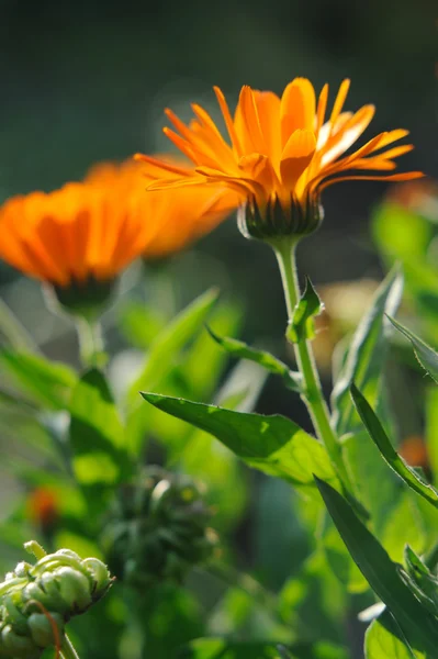 Calêndula de ervas no jardim — Fotografia de Stock