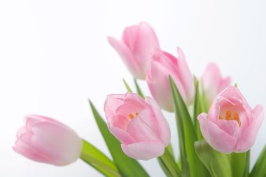 taze Pembe Lale buketi