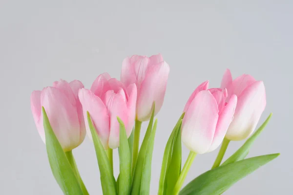 Strauß der frischen rosa Tulpen — Stockfoto