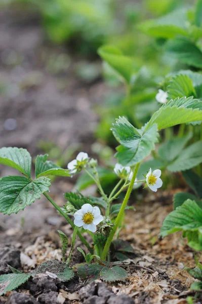 Ekologiczne truskawki rosnące w ogrodzie — Zdjęcie stockowe