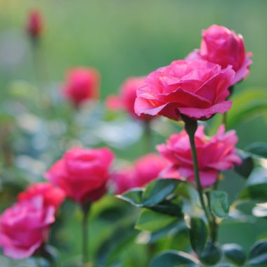 Güzel pembe Gül çalılar bahçede çiçek açan