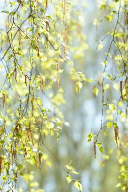 Taze bahar dal Birch seçici odak ile doğal arka plan