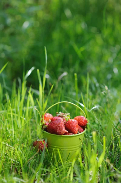 Secchio di fragole posto sull'erba — Foto Stock