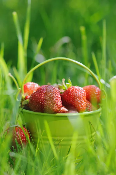 Secchio di fragole posto sull'erba — Foto Stock