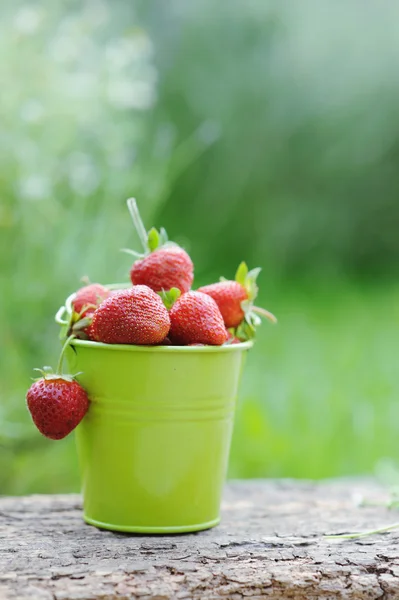 もぎたて strawberrie のバケツ — ストック写真