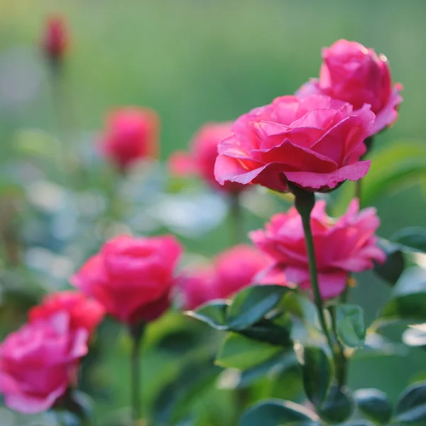 Güzel pembe Gül çalılar bahçede çiçek açan