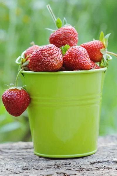 もぎたて strawberrie のバケツ — ストック写真