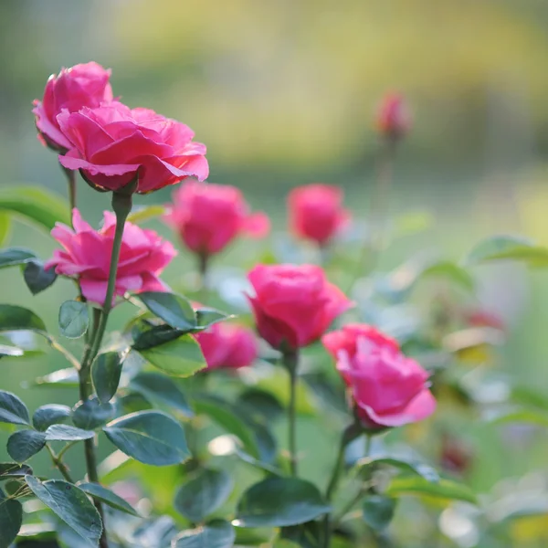 Hermosos rosales rosados en flor en el jardín — Foto de Stock