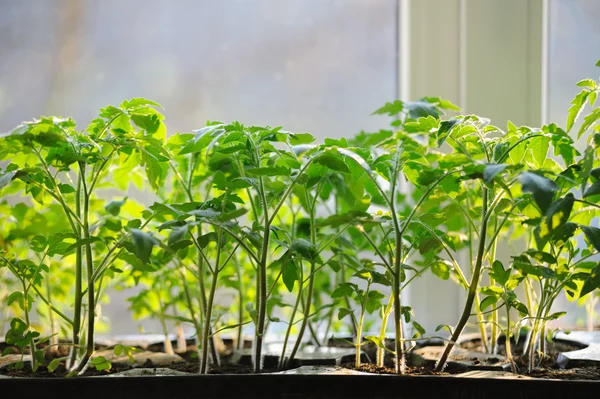 Pěstování v kontejneru na okně sazenic rajčat — Stock fotografie