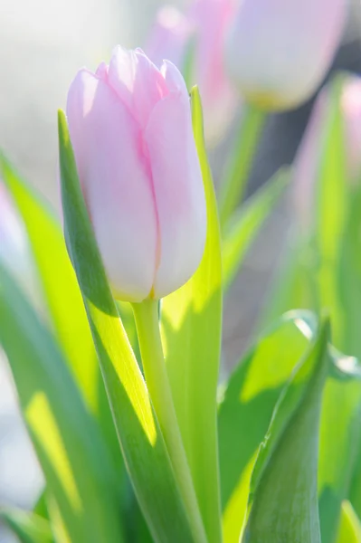 Bukett av de färska rosa tulpanerna i solskenet utomhus — Stockfoto