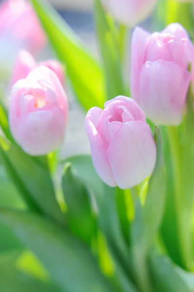 Bukett av de färska rosa tulpanerna i solskenet utomhus — Stockfoto