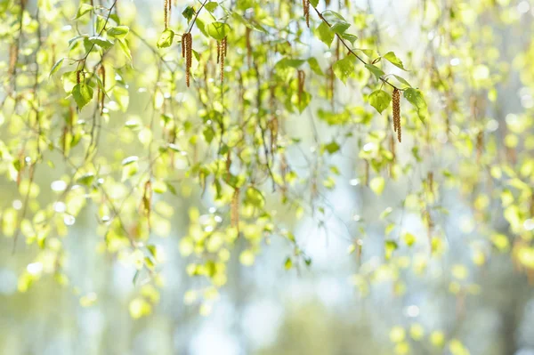 Natural background with fresh spring twig of birch in selective focus — Stock Photo, Image