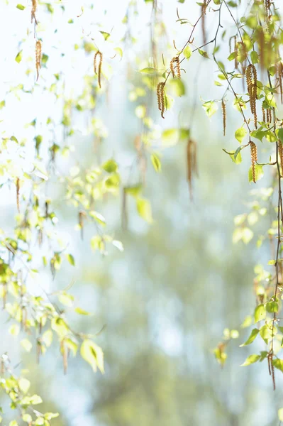 Natural Background Fresh Spring Twig Birch Selective Focus — Stock Photo, Image